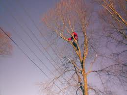 Svatý Jur - odstranovanie konárov